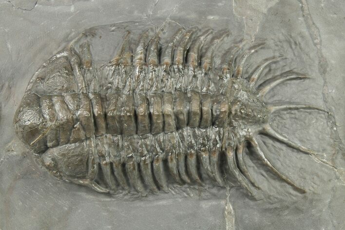 Crotalocephalus Trilobite - Jorf, Morocco #271297